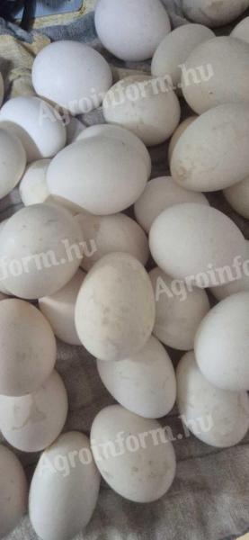 Leghorn tenyésztojás eladó