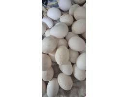 Leghorn tenyésztojás eladó