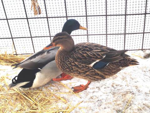 Vadkacsa Tenyészpár,  véridegen,  szabad kelésű