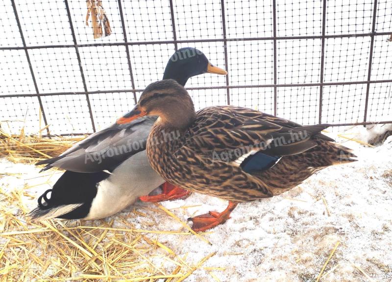 Vadkacsa Tenyészpár,  véridegen,  szabad kelésű