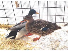 Vadkacsa Tenyészpár,  véridegen,  szabad kelésű