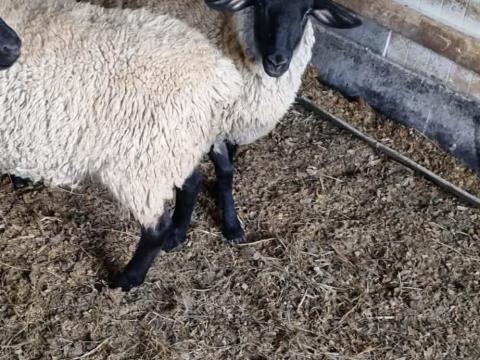 Birkák költöznének Birkák költöznének