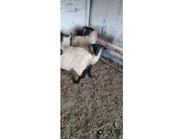 Birkák költöznének