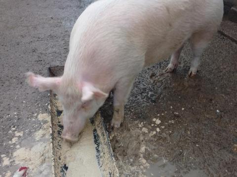 Magyar nagy fehér anyakoca eladó Magyar nagy fehér anyakoca eladó