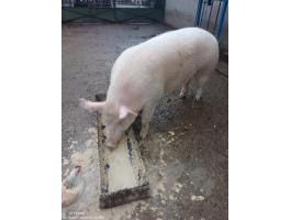 Magyar nagy fehér anyakoca eladó