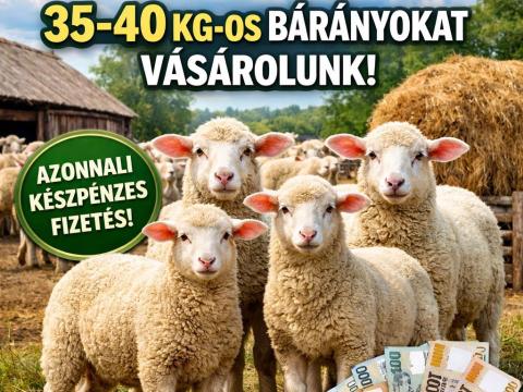 Bárány felvásárlás országosan