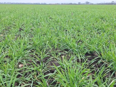 Szántóföldet bérelnék Zirc környékén Szántóföldet bérelnék Zirc környékén