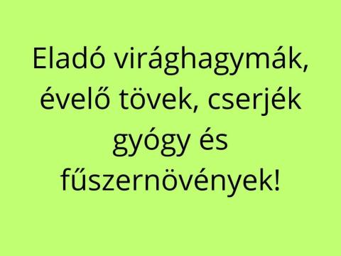 Eladó virághagymák,  évelő tövek,  cserjék,  gyógy- és füszernövények