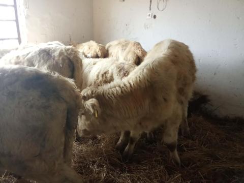 Eladó 12 db Charolais húsmarha borjú – üszők és bikák egyben