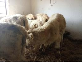 Eladó 12 db Charolais húsmarha borjú – üszők és bikák egyben