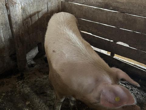 Eladó 2 db anyadisznó kedvező áron Eladó 2 db anyadisznó kedvező áron