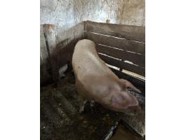 Eladó 2 db anyadisznó kedvező áron