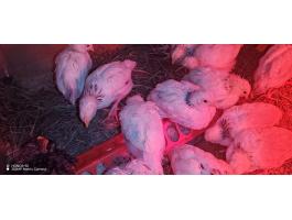 Eladó sussex 4 hetes előnevelt csirkék