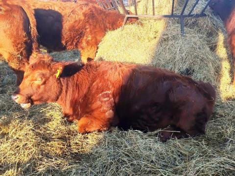 Aberdeen Angus üszők eladók