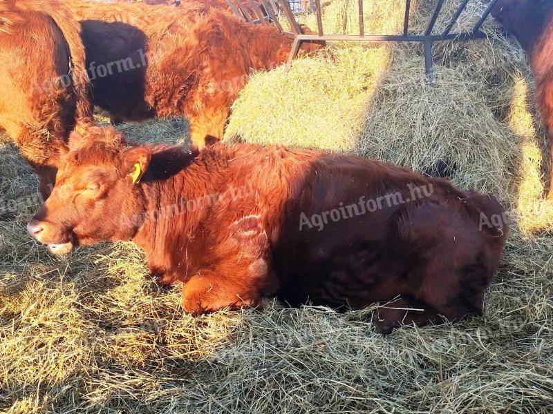 Aberdeen Angus üszők eladók