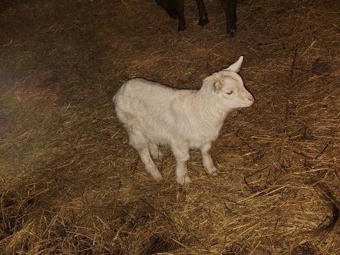 Kecskegida eladó Kecskegida eladó