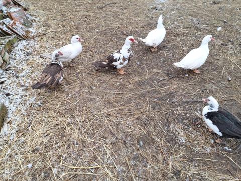 Néma kacsák eladók