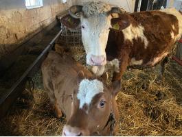 Tehén és bikaborjú eladó