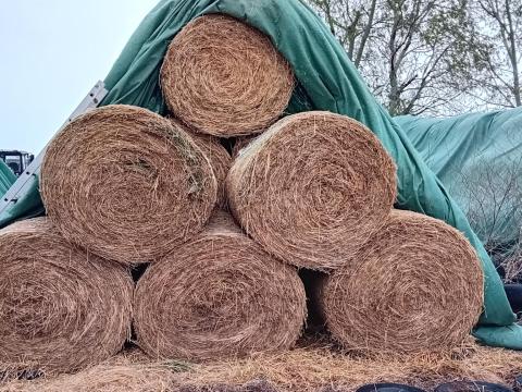 Körbálás lucerna eladó