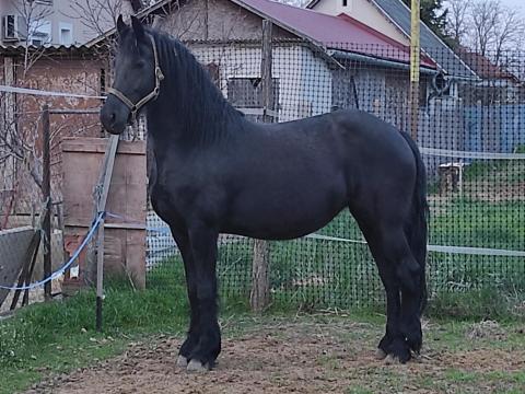 Eladó fríz tisztavérű tenyészkanca