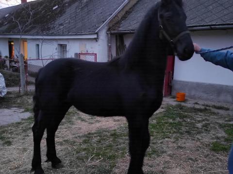 Eladó fríz tisztavérű csődörcsikó