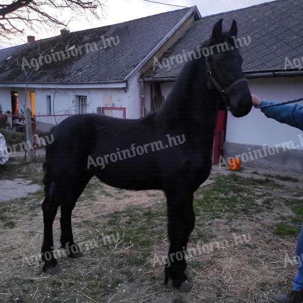 Eladó fríz tisztavérű csődörcsikó