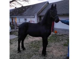 Eladó fríz tisztavérű csődörcsikó