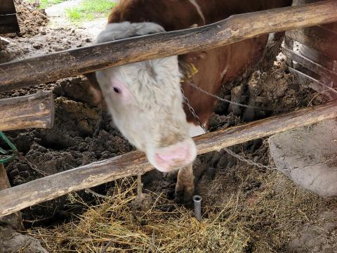 Magyartarka bika eladó