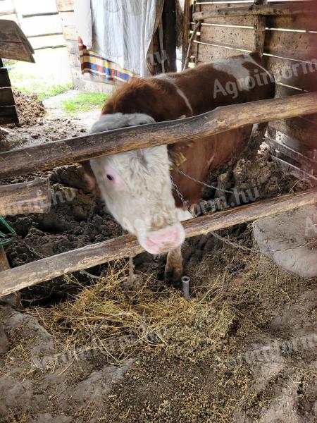 Magyartarka bika eladó