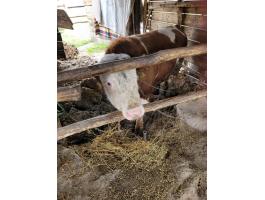 Magyartarka bika eladó