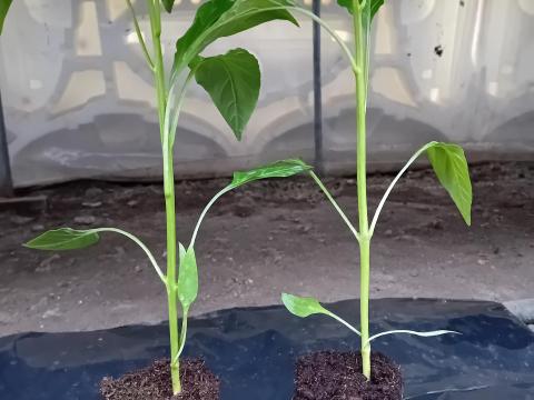 Brávia F1 paprika palánta eladó Brávia F1 paprika palánta eladó