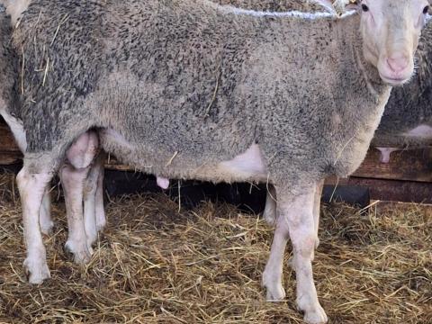 Blanc du Massif Central BMC kosok eladók Blanc du Massif Central BMC kosok eladók