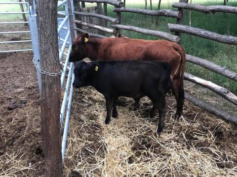 Dexter minimarha borjúk eladók Dexter minimarha borjúk eladók