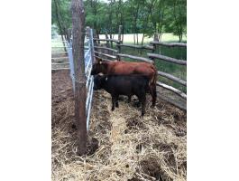 Dexter minimarha borjúk eladók