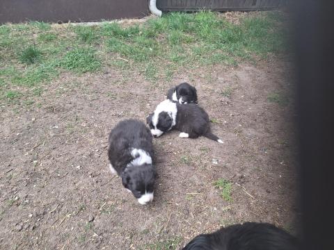Border collie fajtajellegű kiskutyák Border collie fajtajellegű kiskutyák