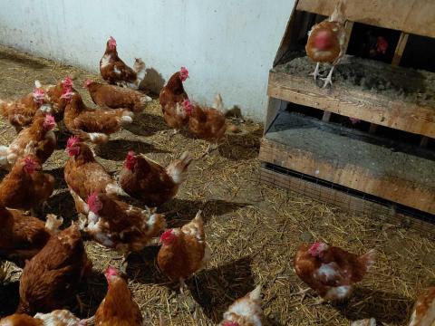 Tyúk eladó Tyúk eladó