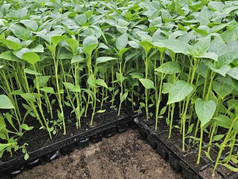 Paprika palánta eladó! Paprika palánta eladó!