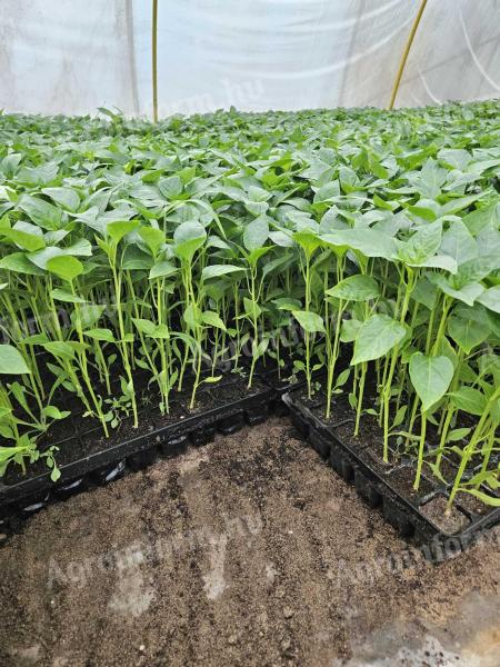 Paprika palánta eladó!