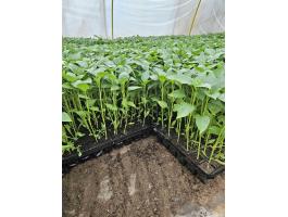 Paprika palánta eladó!