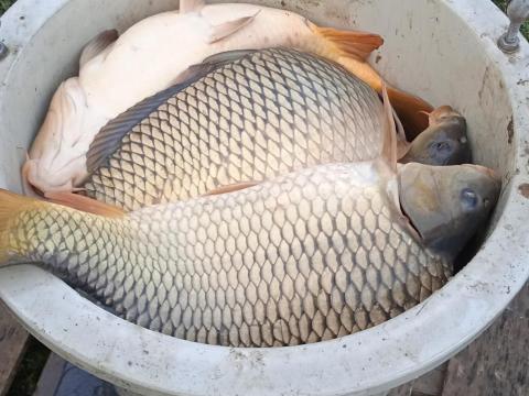 Piaci ponty eladó Piaci ponty eladó