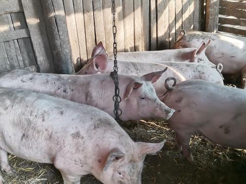 Hízó eladó Hízó eladó