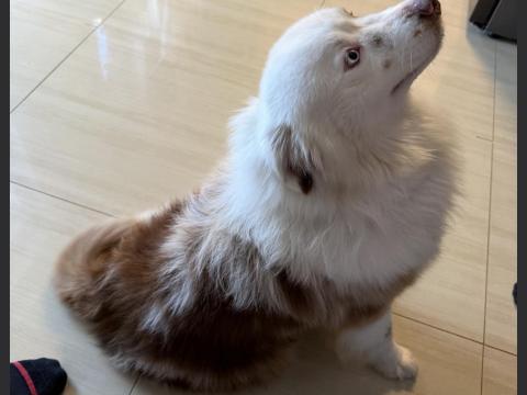 Ausztrál juhász mini, 2 éves kan eladó Debrecenben Ausztrál juhász mini, 2 éves kan eladó Debrecenben