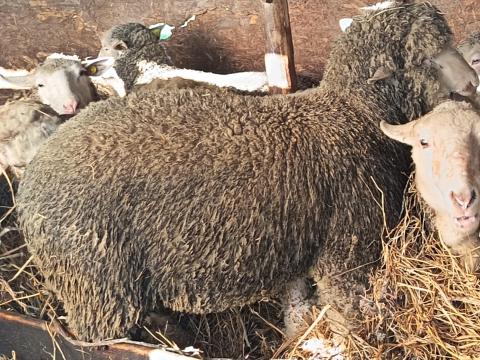 Merinó Kos eladó Merinó Kos eladó