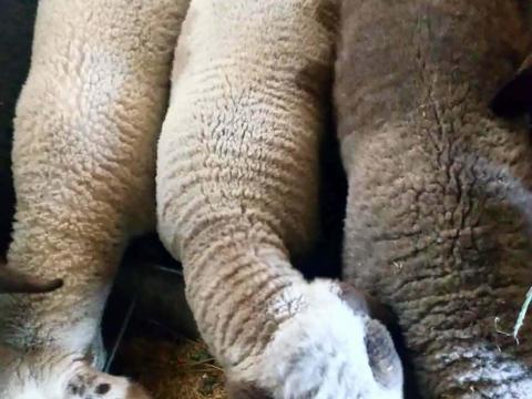 Eladó bárányok Eladó bárányok