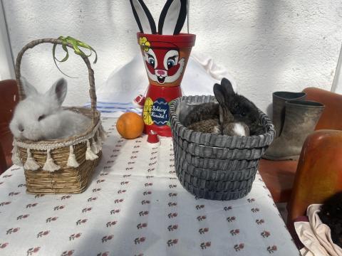 Húsvéti nyuszi eladó visszafogadással is