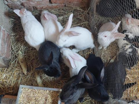 Eladó négyhónapos nyulak Pannon fehér és német óriás szülőktől
