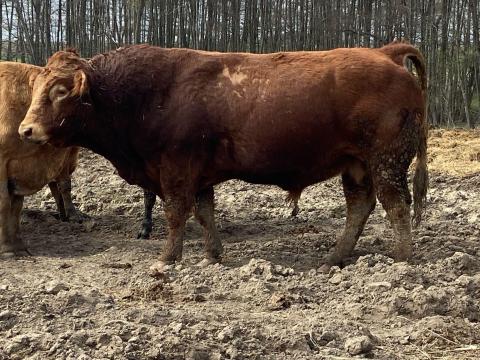 Limousin tenyészbika