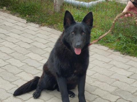 Németjuhász jellegű