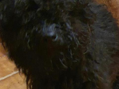 Fekete puli kiskutya gazdát keres