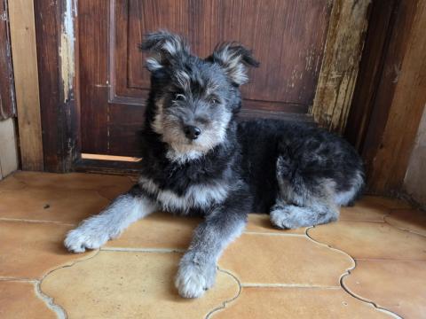 Husky - puli kislány gazdát keres,  ingyen elvihető